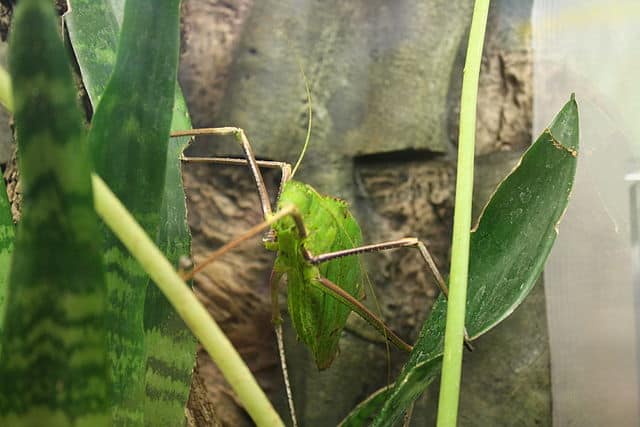 Giant Insects Around The World -Giant LongLegged Katydid