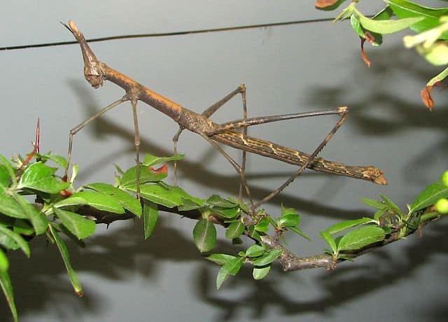 Large Insects Around The World -Giant Jumping Stick