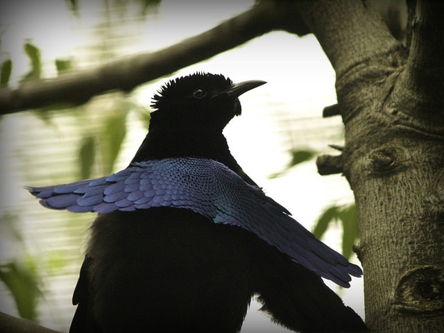 Most Amazing Birds Around The World-Superb Bird of Paradise