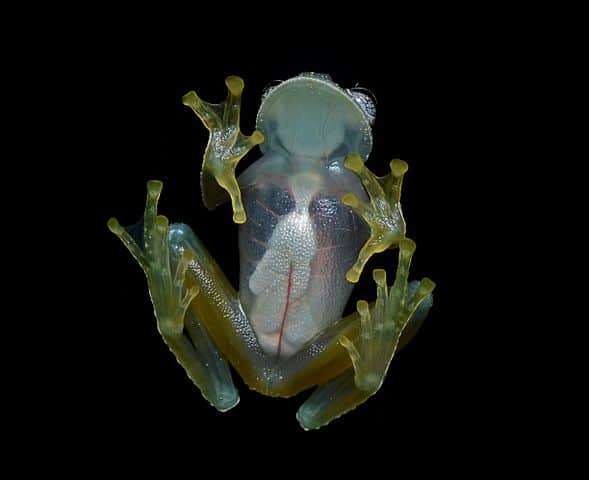 Odd Amphibians Around the World -Glass Frog