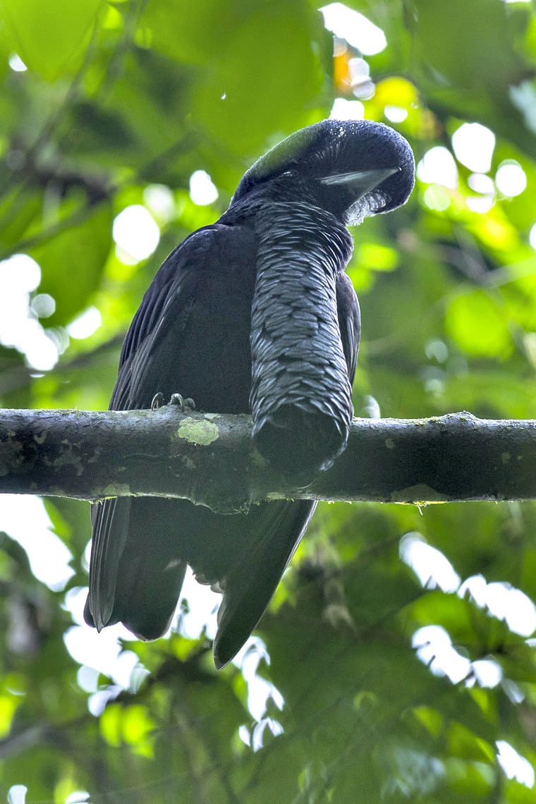 Odd Birds Around The World-Long-wattled Umbrellabird