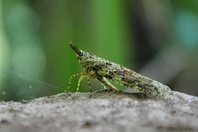 Odd Insects Around The World -Lantern Fly