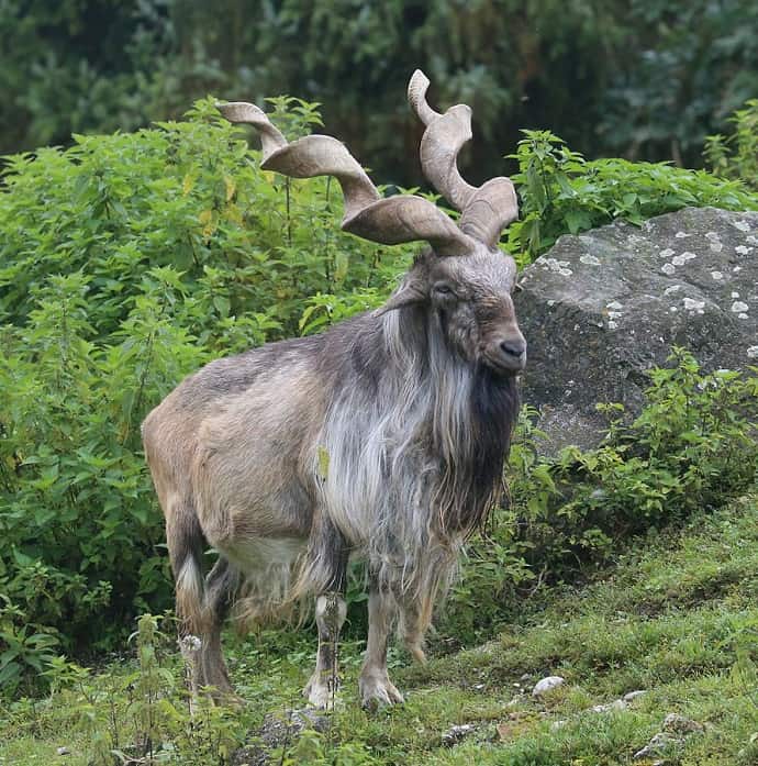 Odd Mammals Around The World -Markhor