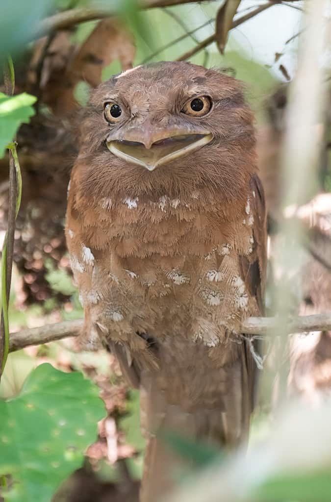 Strange Birds Around The World -Sri Lanka Frogmouth