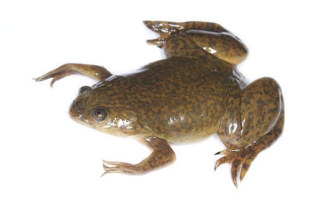 Strange Frogs Around The World -Clawed Frog