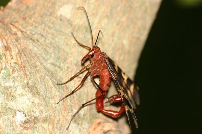 Strange Insects Around The World -Scorpionfly