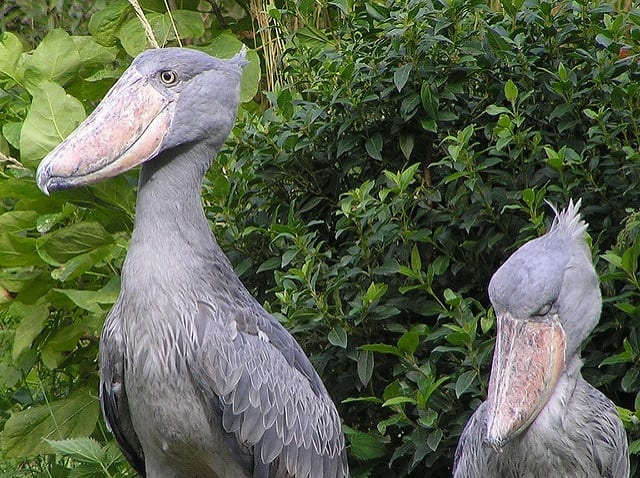 do shoebill storks kill their young