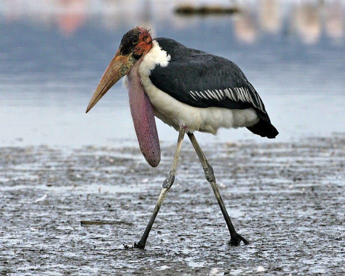 Ugly Birds Around The World -Marabou Stork