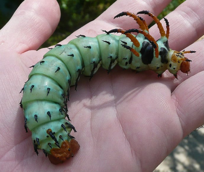 Ugly Insects Around The World -Hickory Horned Devil
