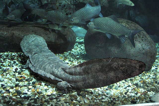 Unusual Amphibians Around The World -Chinese Giant Salamander