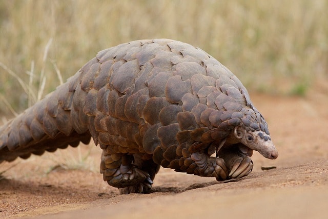 Unusual Animals Around The World-Pangolin