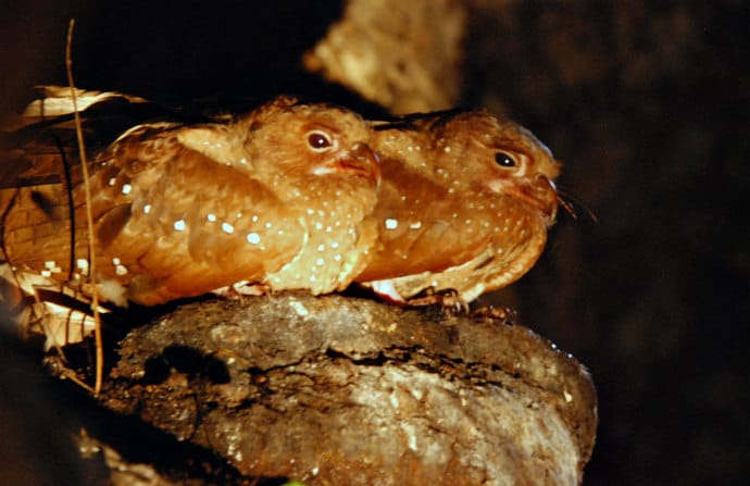 Unusual Birds Around The World - OilBirds