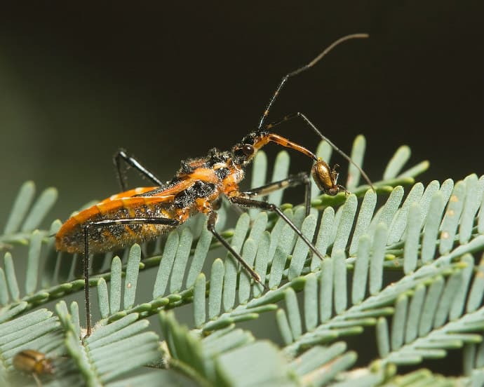 Unusual Insects Around The World -Assassin Bug
