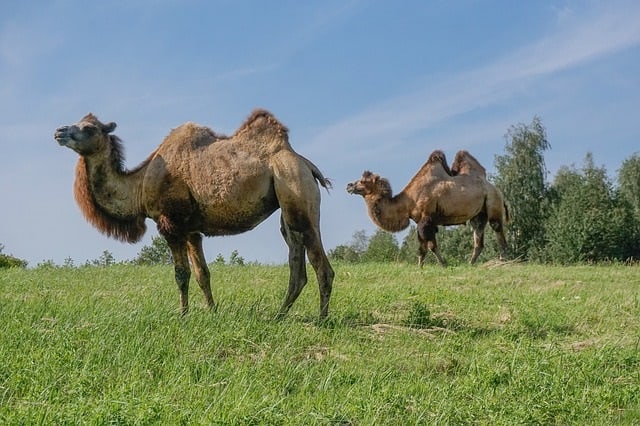 Unusual Mammals Around The World-Bactrian Camel