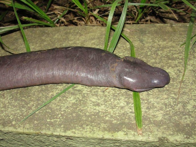 Ugly Amphibians Around The World -Atretochoana Eiselti also known as the 