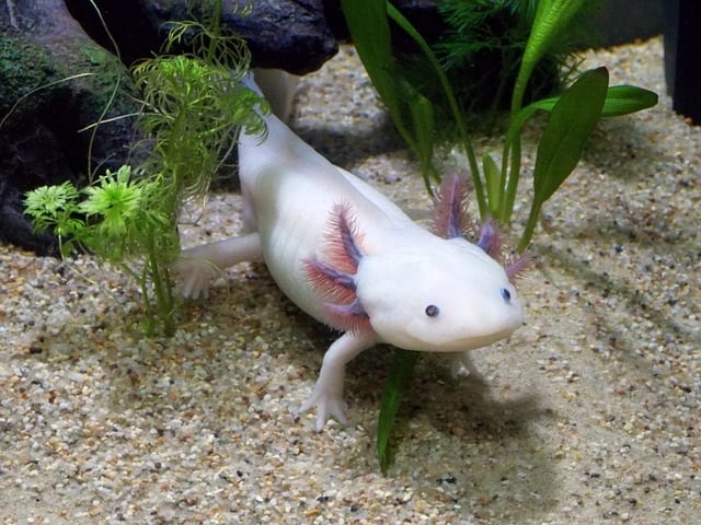 Strange Animals: Weird Amphibians Around The World -Axolotl