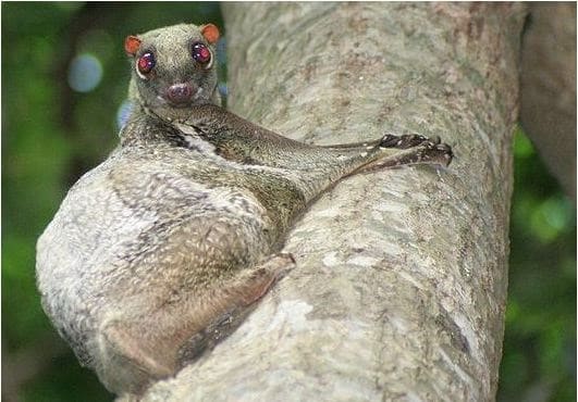 Weird Flying Mammals Around The World- Colugo