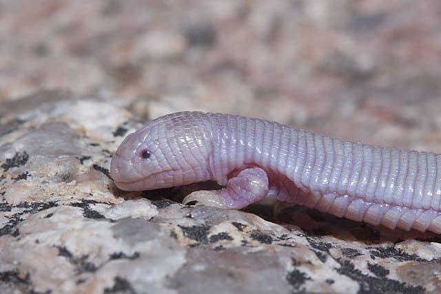 Weird Lizards Around The World -Mexican Mole Lizard