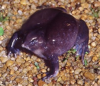 Weird Looking Amphibians Around the World -Purple Frog