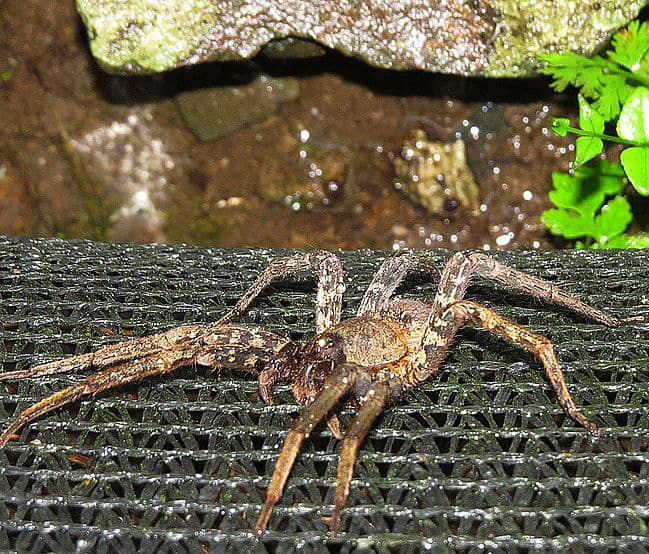 Weird Looking Insects from Around The World -Giant Fishing Spider