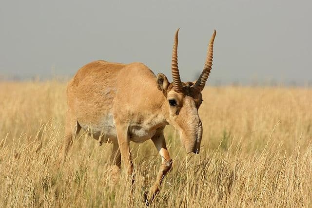 Weird Mammals Around The World - Saiga Antelope