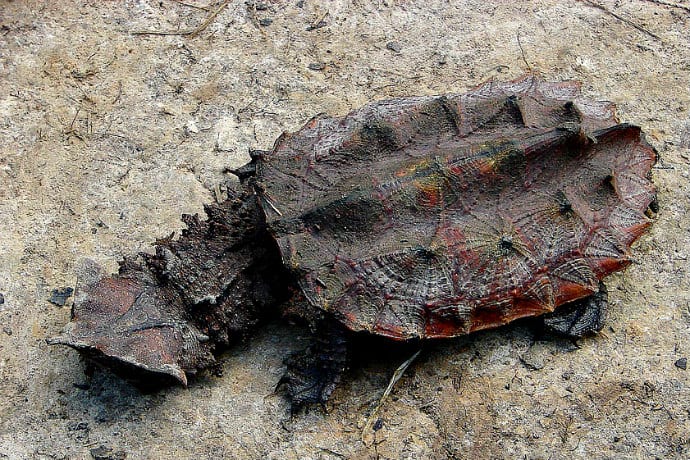 Weird Turtles Around The World, Mata Mata Turtle