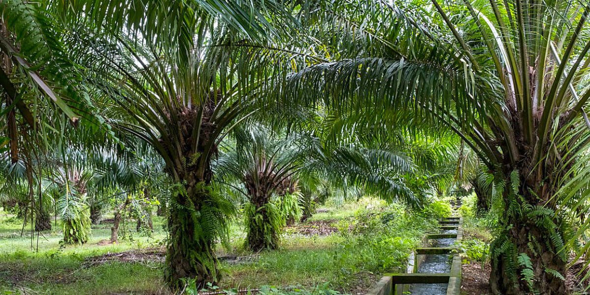 Palm oil plantation. Aborlan, Barangay Sagpangan, Palawan, Philippines. Photograph by Jason Houston for USAID