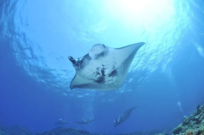 Best Places to Scuba Dive: Manta Rays in Hawaii