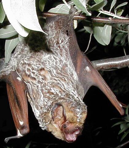 Animals Galapagos Islands -Hoary Bat