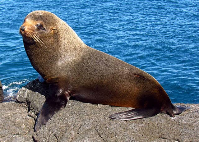 Galapagos Fur Seal