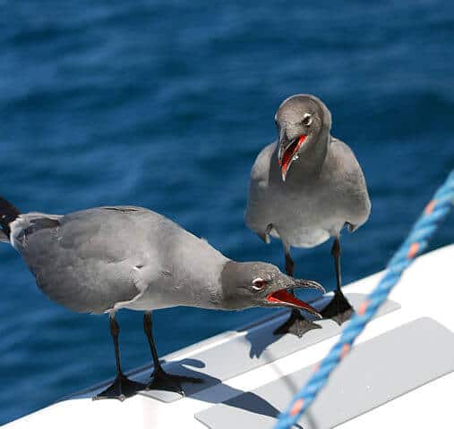 Endemic Galapagos Islands Animals -Lava Gull