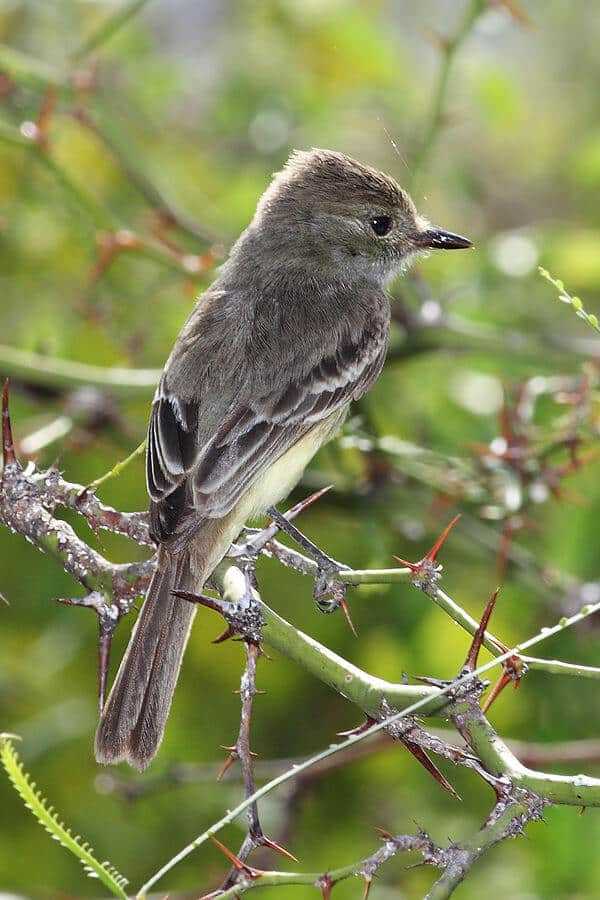 Galapagos Animals -Galapagos Flycatcher Bird