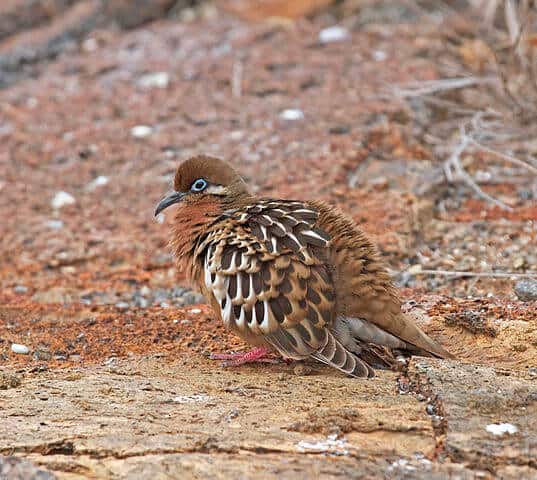 Galapagos Islands Endemic Species - Galapagos Dove