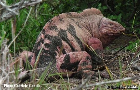 Galapagos Island Animals-Galapagos Pink Land Iguana by Gabriele Gentile via ICUNRedlist.org