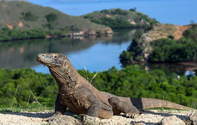 Komodo Dragon in Indonesia