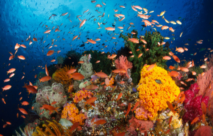 Scuba Diving in Raja Ampat Indonesia