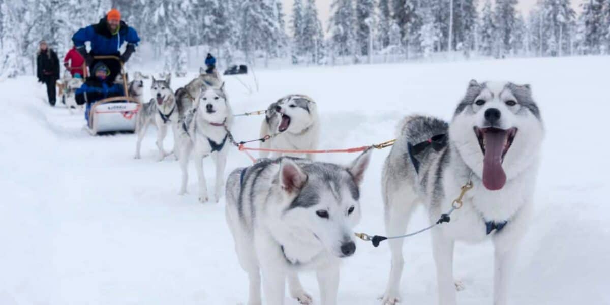 Dog Sled in Lapland Finland