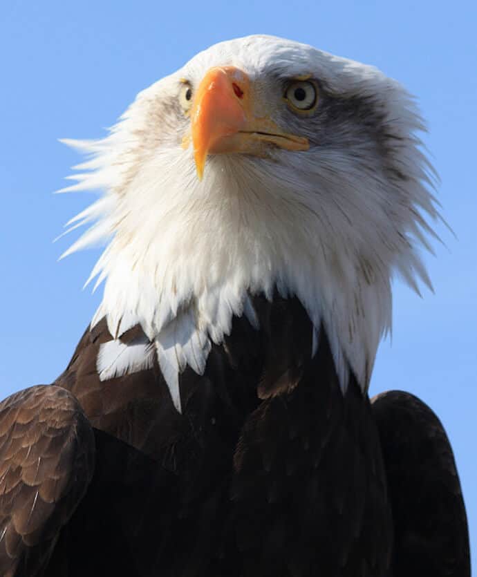 20 Best Environmental NGOS - American Bird Conservancy