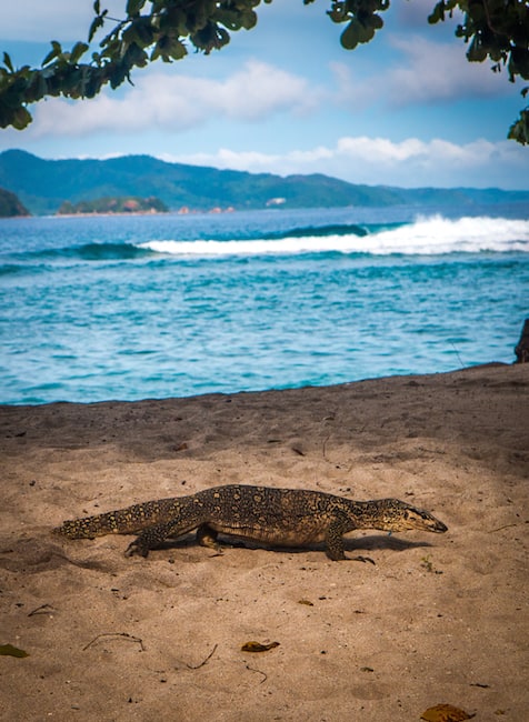 Monitor Lizard in Coron, Palawan