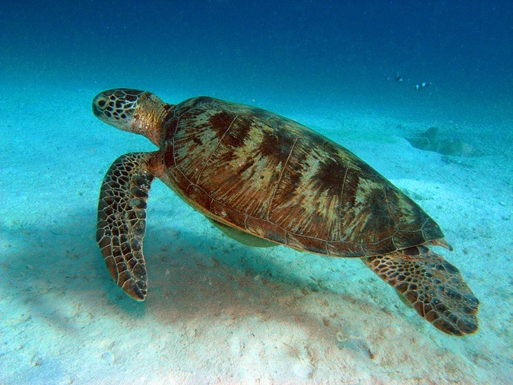 Scuba Diving With Sea Turtles in Coron, Palawan