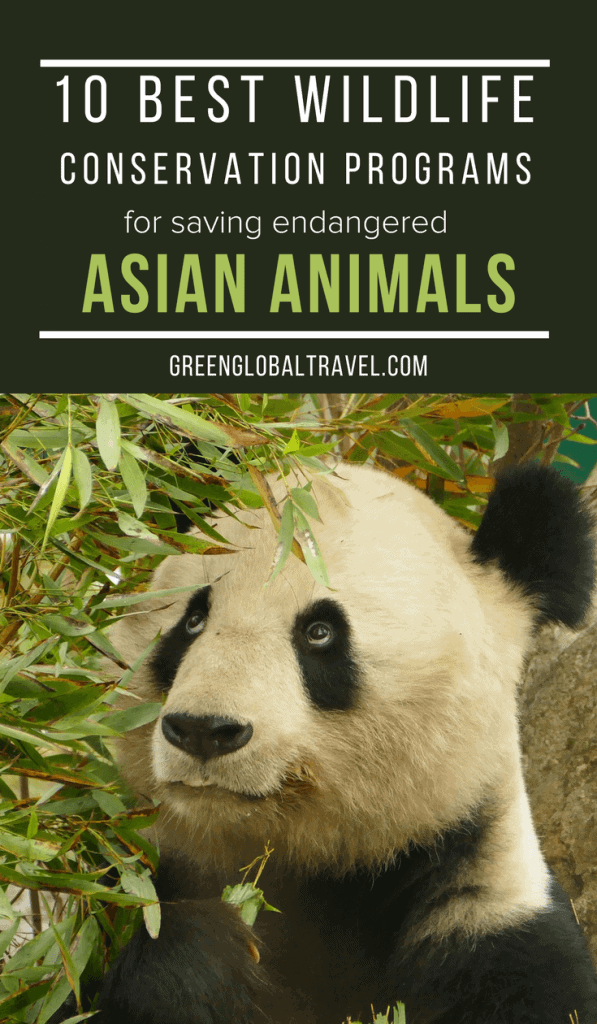 Saving Endangered Animals in Asia, including volunteer ideas for working with endangered species of elephants, pandas, pangolins, orangutans, snow leopards & more! via @greenglobaltrvl
