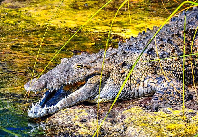 merican Crocodile in Black River, Jamaica 