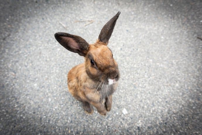 Japan Photos: Okunoshima rabbit island