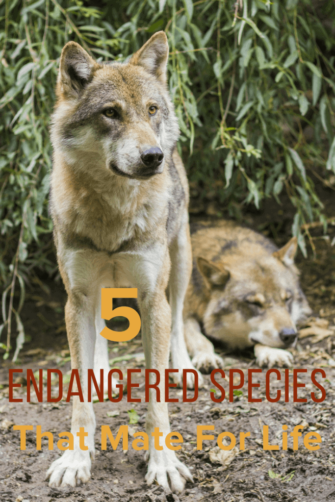 5 endangered species that mate for life