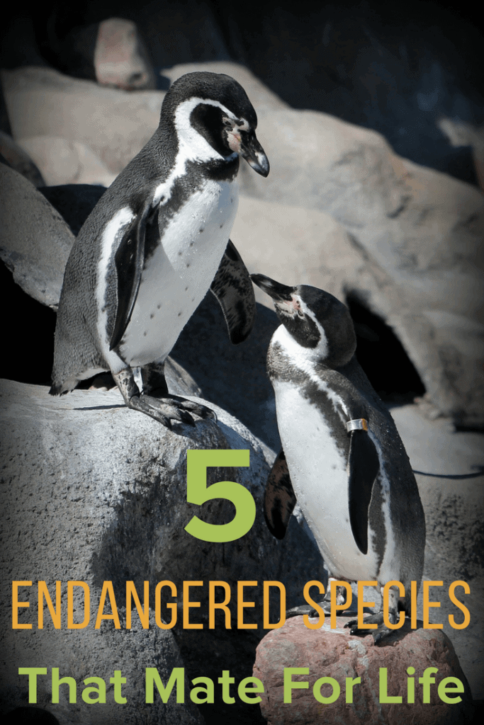 5 endangered species that mate for life