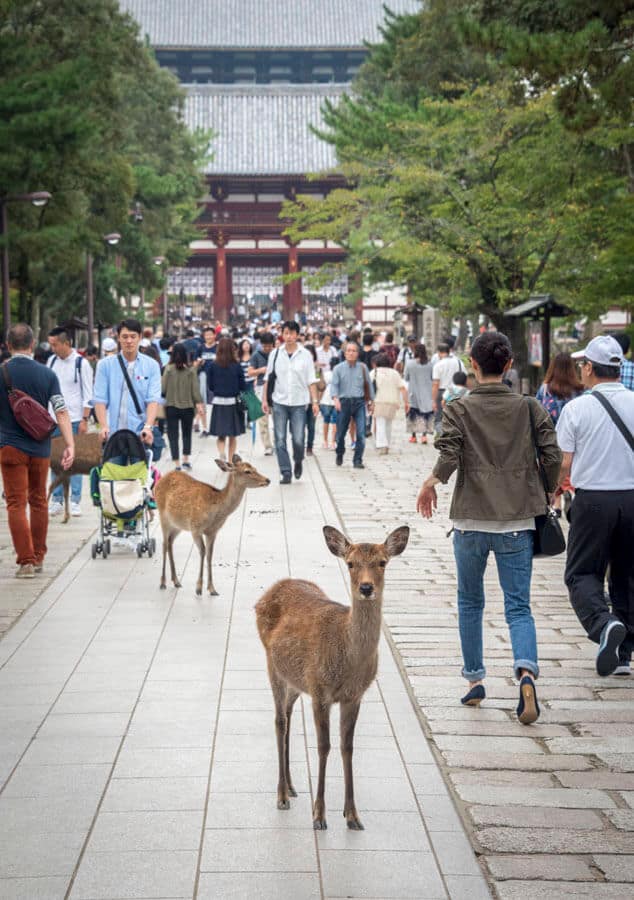 Japan Photos: Deer in Nara 