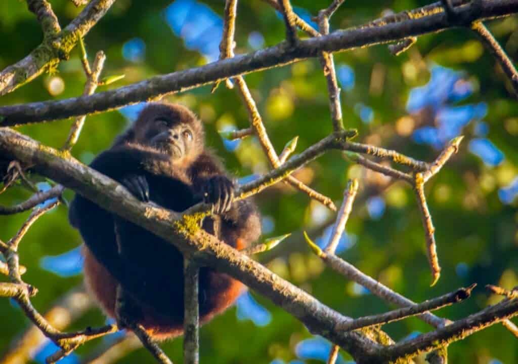 Howler Monkey at Casa Corcovado Jungle Lodge