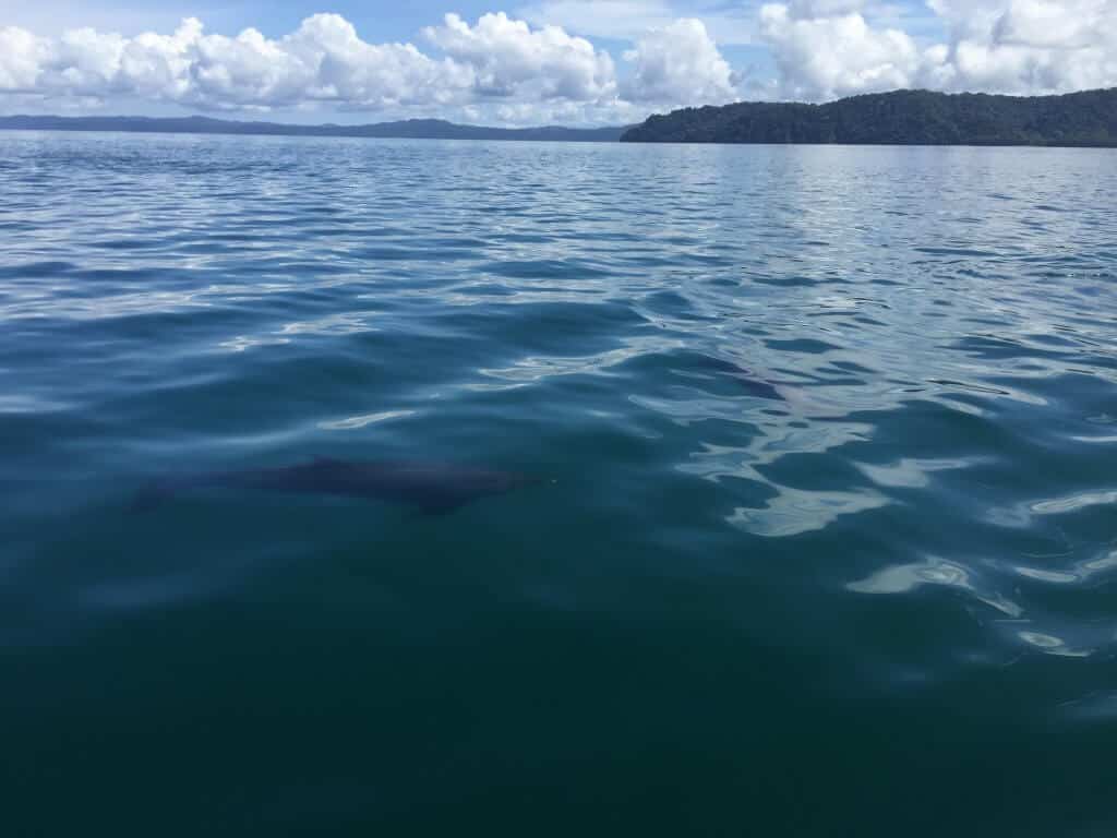 Golfo Dulce via @greenglobaltrvl