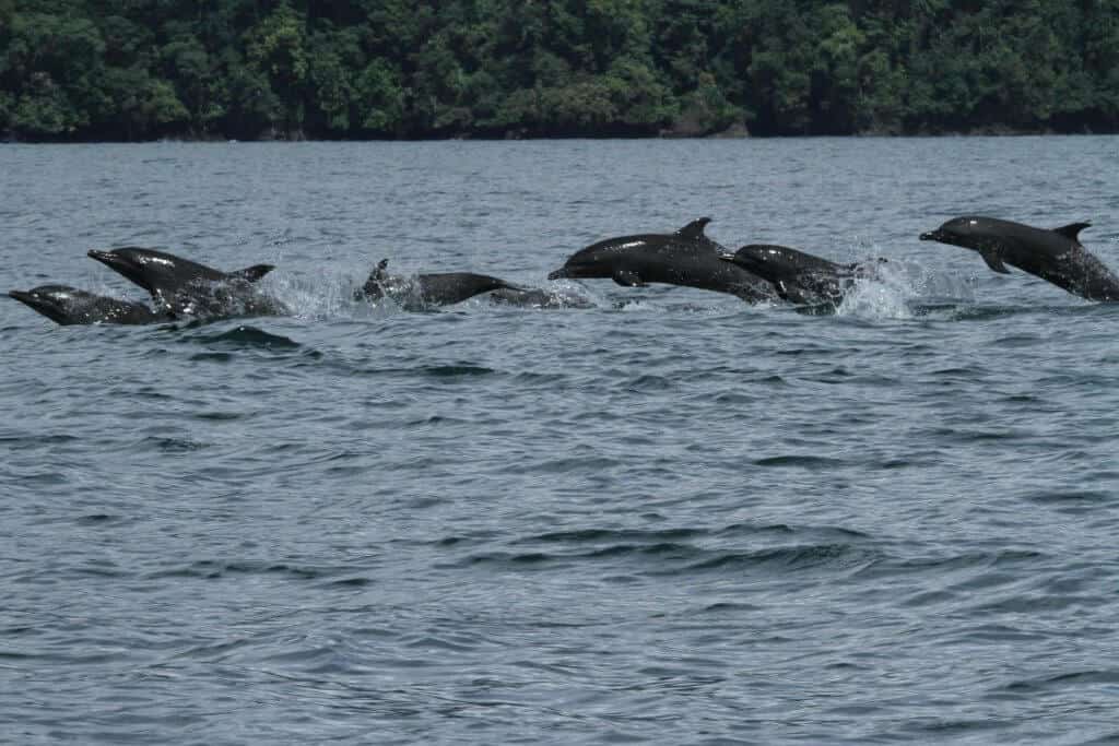 Golfo Dulce via @greenglobaltrvl