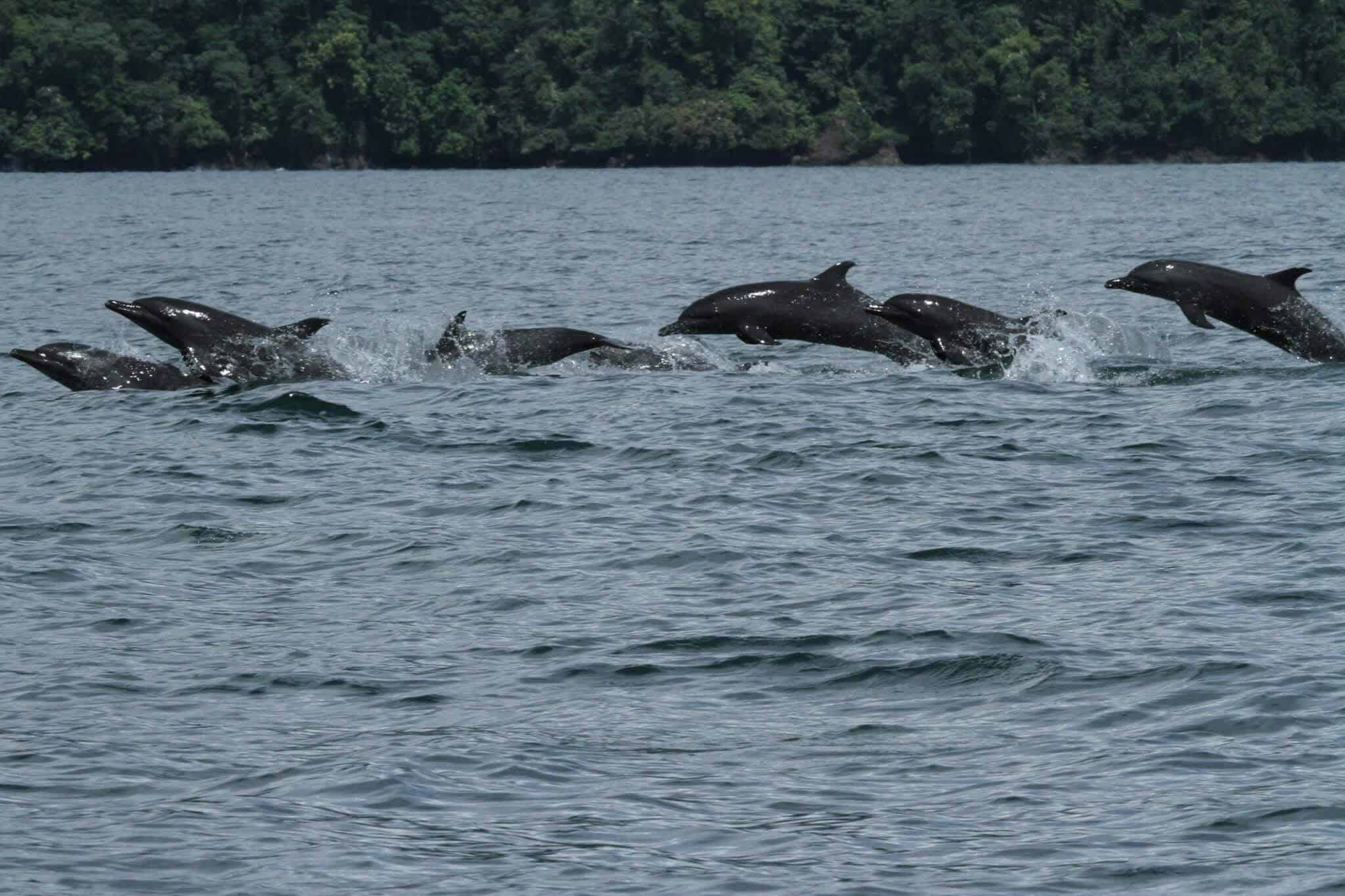 Pod of Wild Dolphins